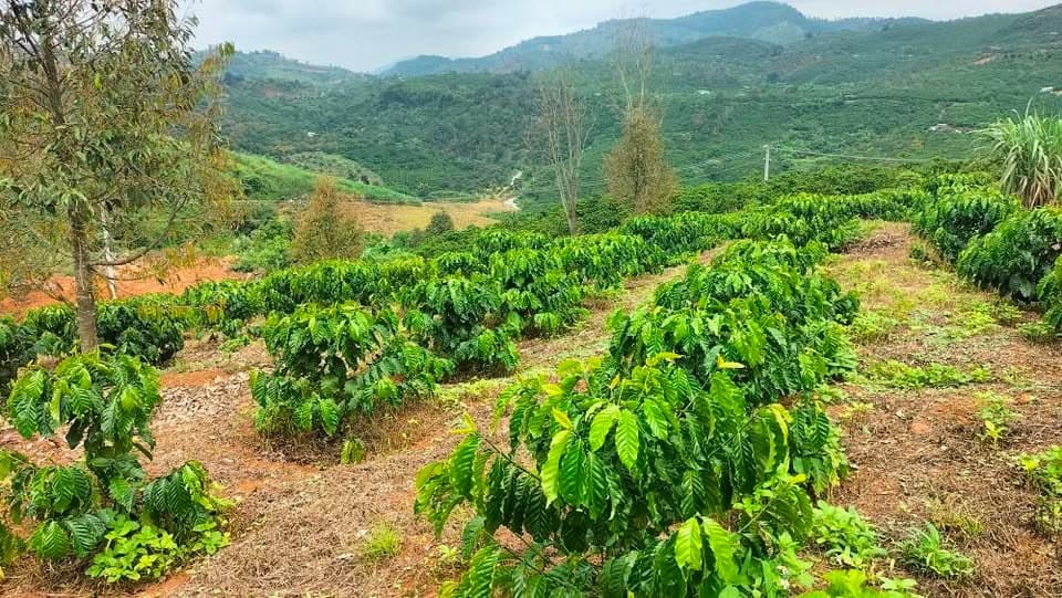 Cần bán 1,2ha cà phê tốt, Bảo Lộc - ảnh 3