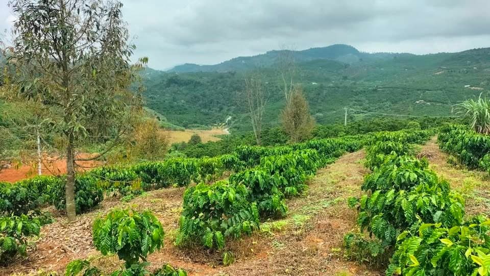 Cần bán 1,2ha cà phê tốt, Bảo Lộc - ảnh 4