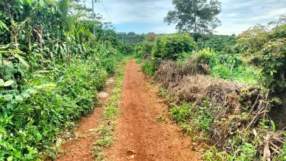 Cần bán 1,2ha cà phê tốt, Bảo Lộc - ảnh 5