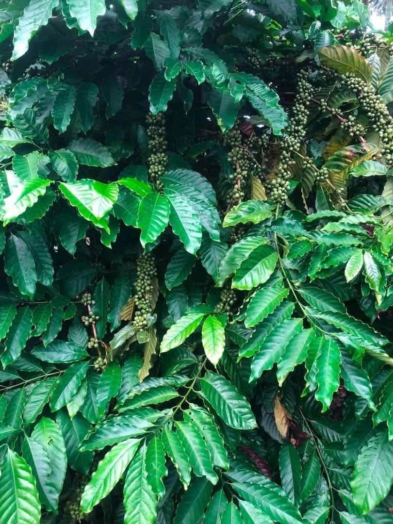 Cần bán 1,9ha cà phê xen tiêu (Ea Kiết)