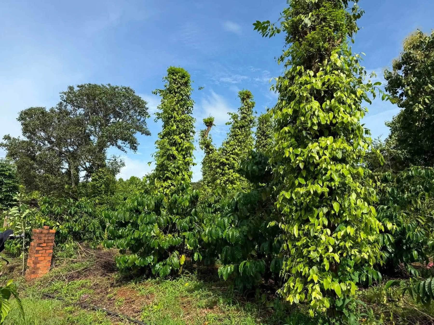 Cần bán 1,9ha cà phê xen tiêu (Ea Kiết) - ảnh 2
