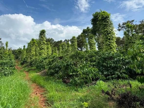 Cần bán 1,9ha cà phê xen tiêu (Ea Kiết) - ảnh 3