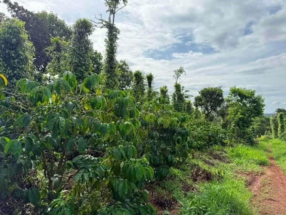 Cần bán 1,9ha cà phê xen tiêu (Ea Kiết) - ảnh 4