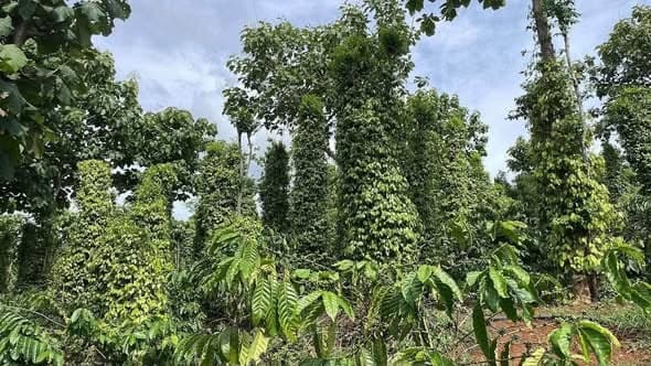 Cần bán 1,9ha cà phê xen tiêu (Ea Kiết) - ảnh 5