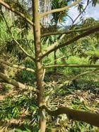 Cần bán gấp rẫy 5ha, Kon Tum - ảnh 3