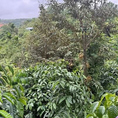 cần bán rảy