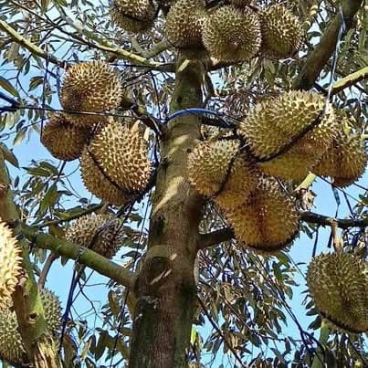 Cần bán vườn sầu riêng 7,3ha (Quảng Sơn)