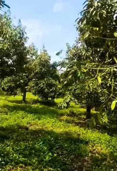 Cho thuê 9 sào sầu riêng, Lộc Thành - ảnh 2