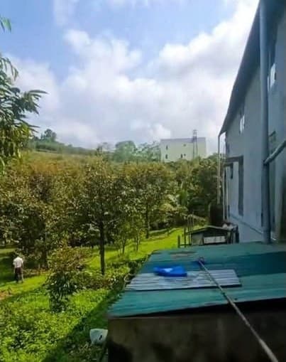 Cho thuê 9 sào sầu riêng, Lộc Thành - ảnh 3