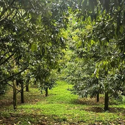 Cho thuê vườn sầu riêng đang thu mạnh p2 Bảo Lộc