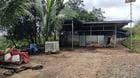 Chuyển nhượng trang trại sinh thái VAC 5.2ha, Chư Prông - ảnh 14