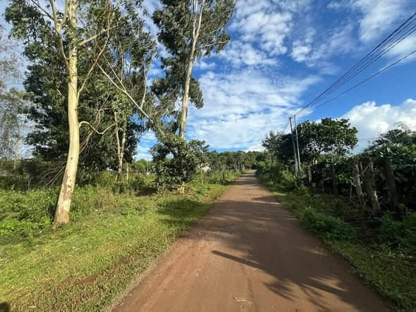 Đất đồi thông 5x47 Pleiku - ảnh 3
