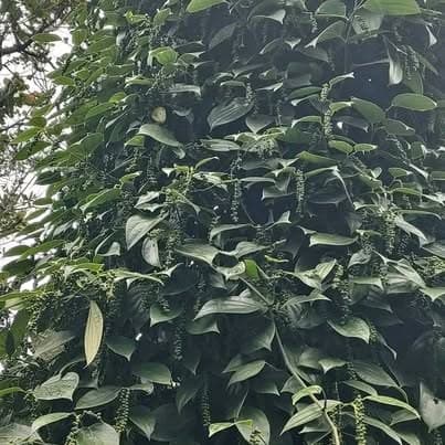 Đất rẫy 1.6ha Quảng Tân