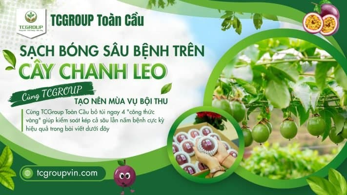 Top 4 cặp phối hợp hoạt chất phòng trừ sâu bệnh hiệu quả trên cây chanh leo
