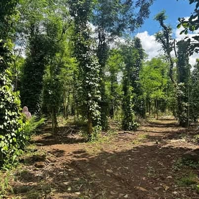 Hơn 1,5ha rẫy Cư Suê (cà phê, tiêu, sầu riêng) — 400tr/sào