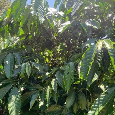 Rẫy 5ha Kon Tum (bìa 4,4ha): cà phê + sầu riêng + mắc ca — hơn 4 tỷ