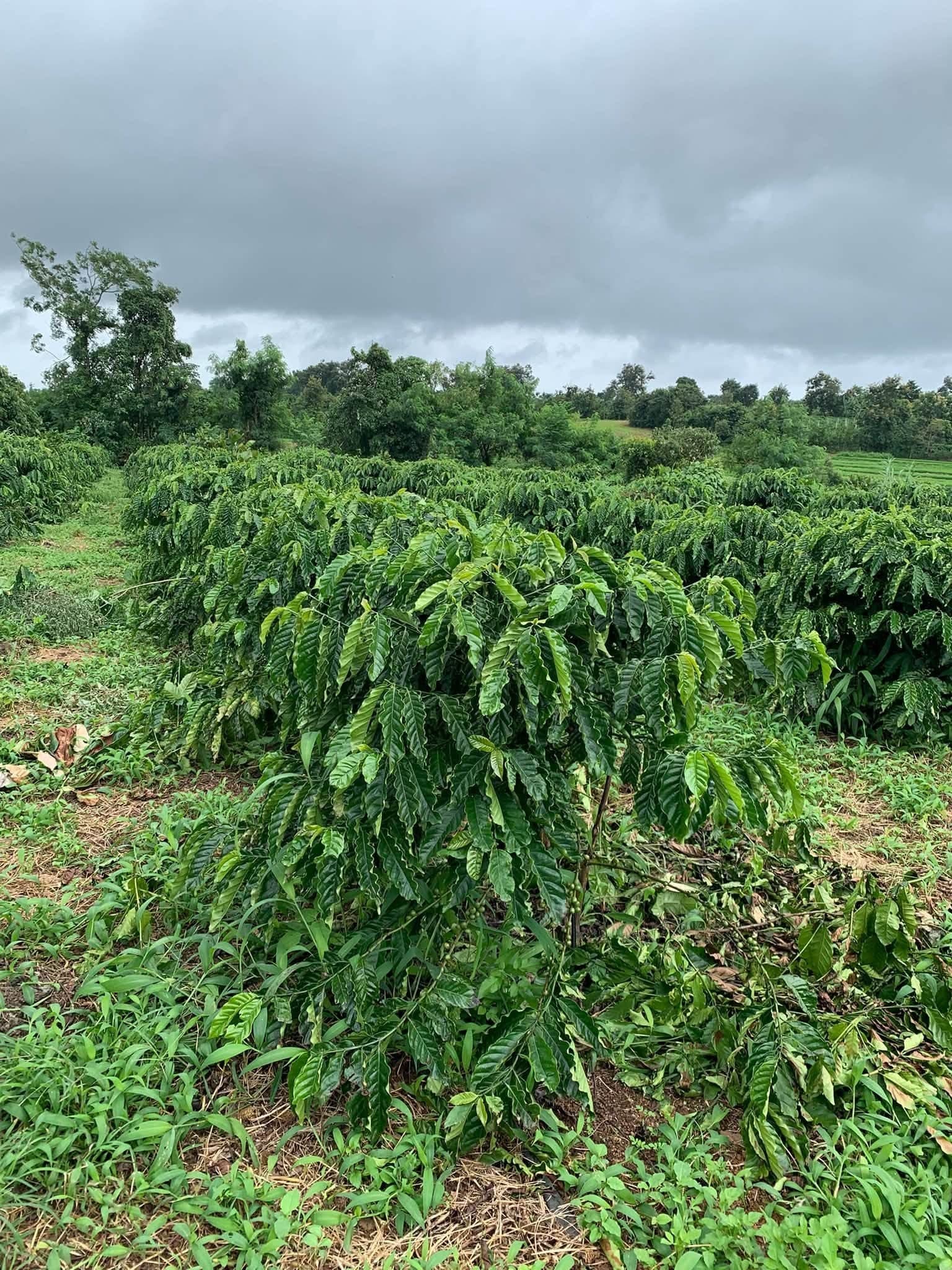 Rẫy 6,4 sào Tào Roong, Ia Pal (nhượng lại)