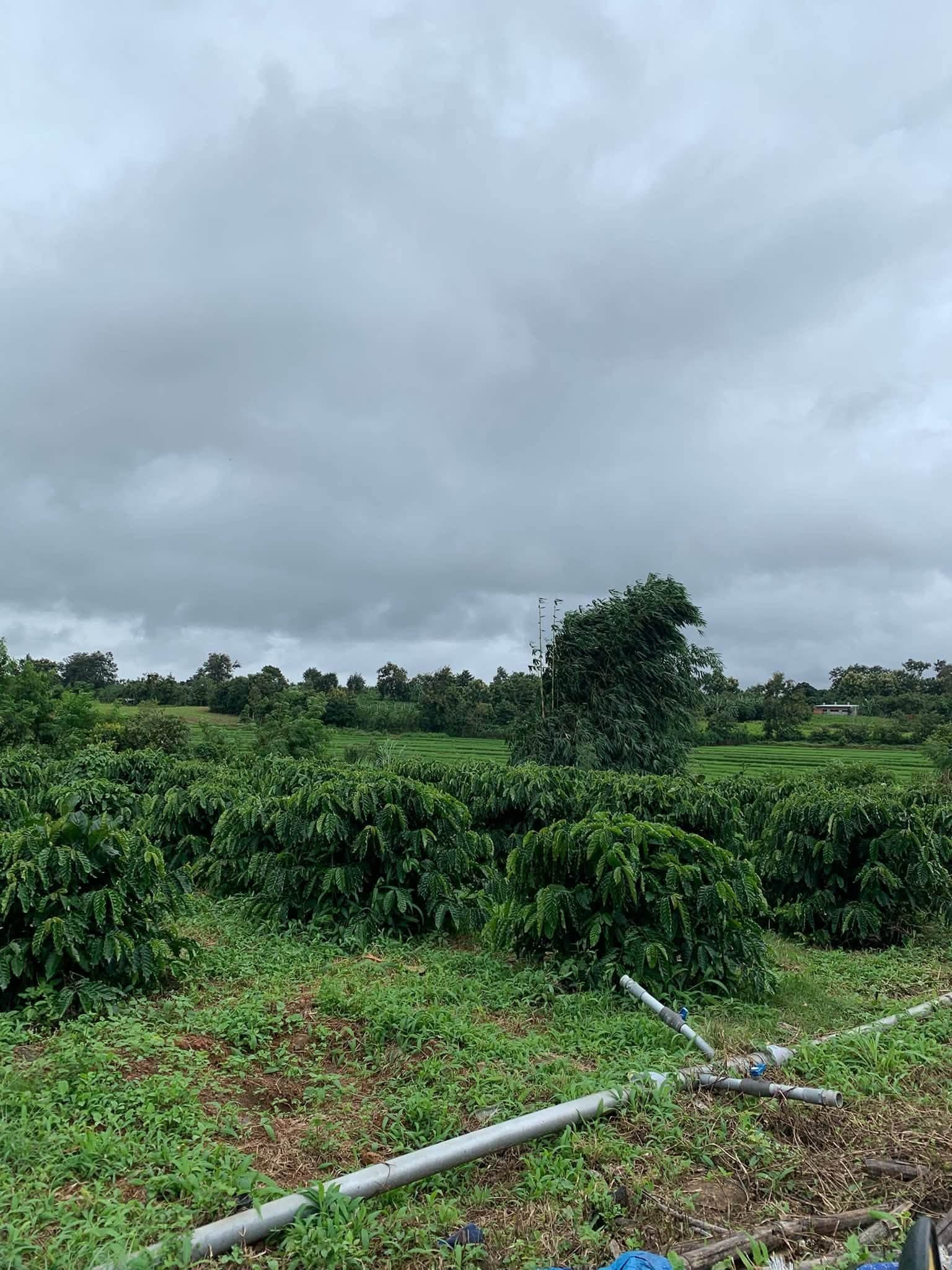 Rẫy 6,4 sào Tào Roong, Ia Pal (nhượng lại) - ảnh 2