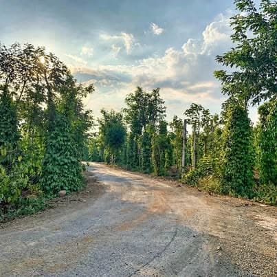 🌿 RẪY EA KAO BMT - 3,2 SÀO - GÓC 2 MẶT TIỀN - CÀ TIÊU ĐANG THU - 1