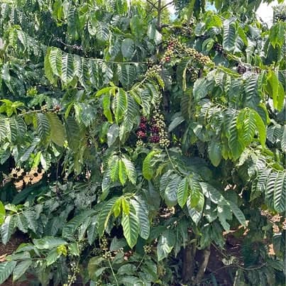 Rẫy gần trung tâm Gia Nghĩa