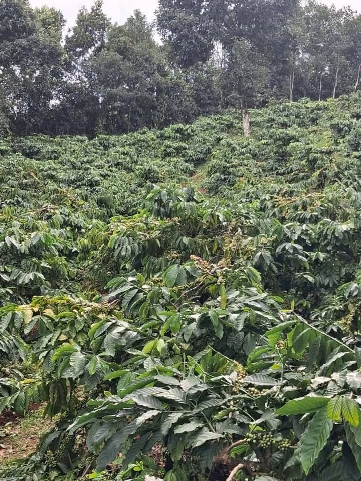 Sang nhượng 1ha cà phê