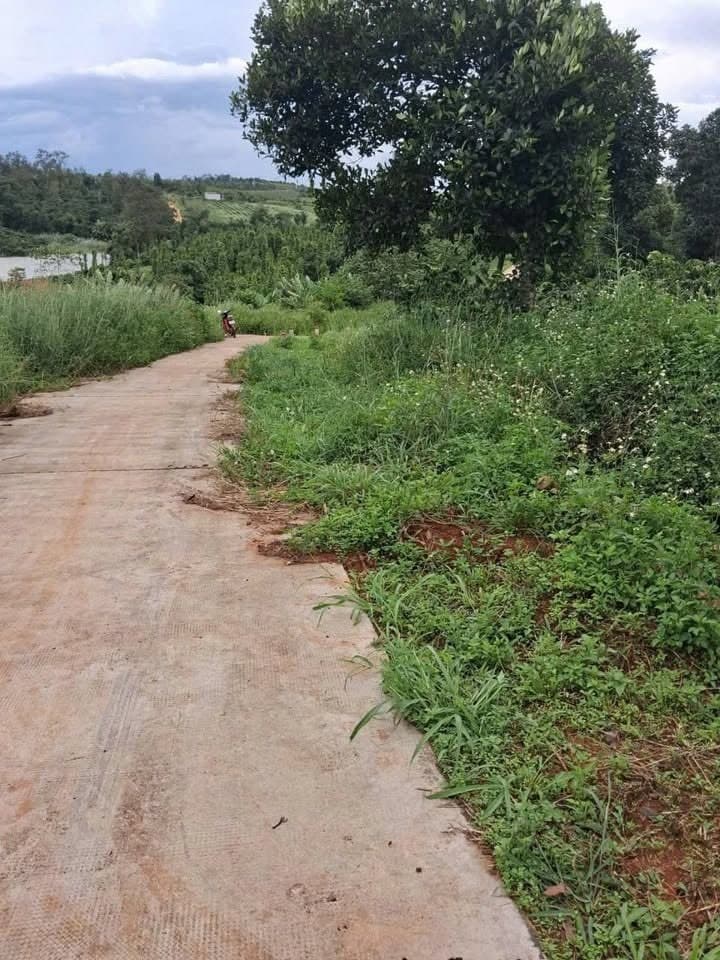 Sang nhượng 1ha cà phê - ảnh 2