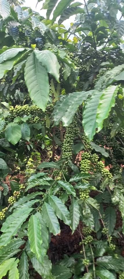 Sang nhượng 1ha cà phê - ảnh 3
