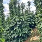 vần bán vườn cape tiêu