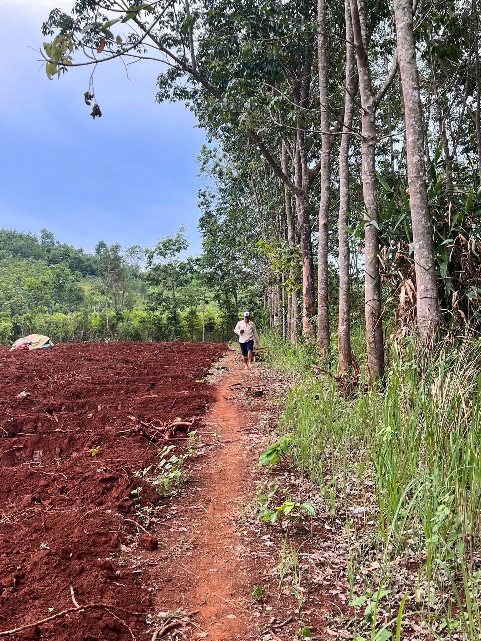 Vườn cao su 330 cây tại Kon Ko Tu, Đắk Rơ Wa, Kon Tum