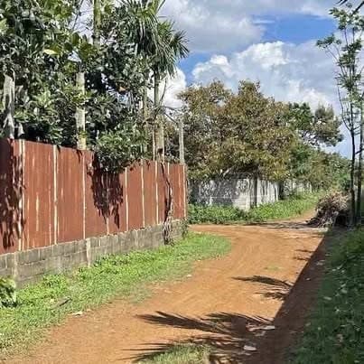 Vườn sầu riêng 2 sào 2 mặt tiền 27B Hòa Thuận (5)