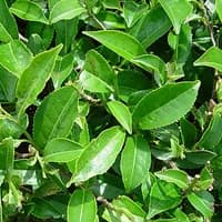Người đăng