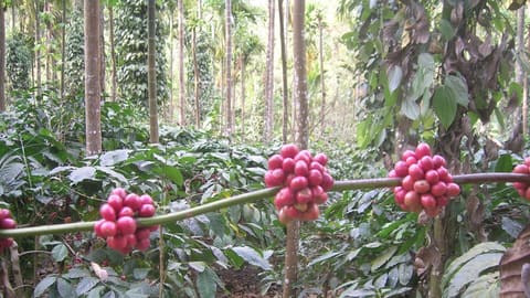 Cành cà phê chín đỏ trong vườn