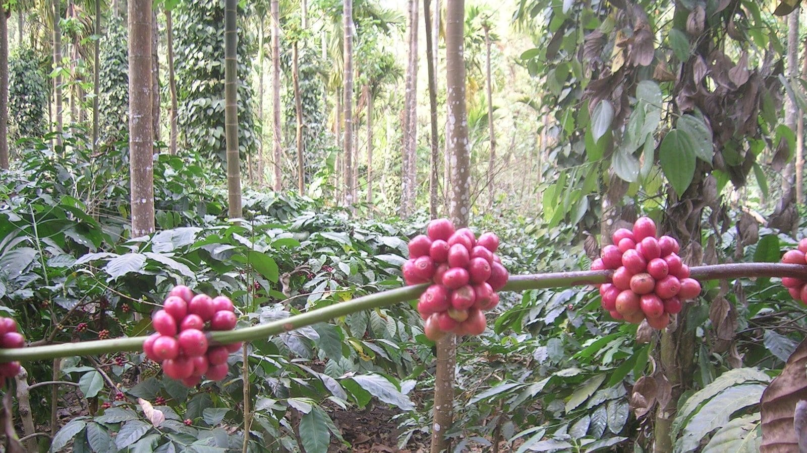 Cành cà phê chín đỏ trong vườn