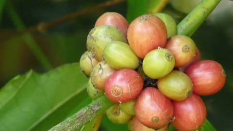 Chùm quả cà phê đang chín trên cây