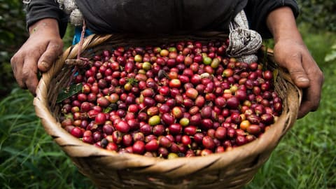 Giỏ quả cà phê chín vừa hái