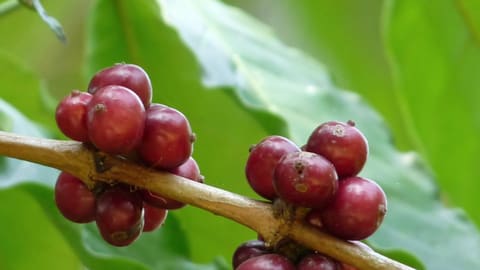 Chùm quả cà phê Robusta chín đỏ trên cành