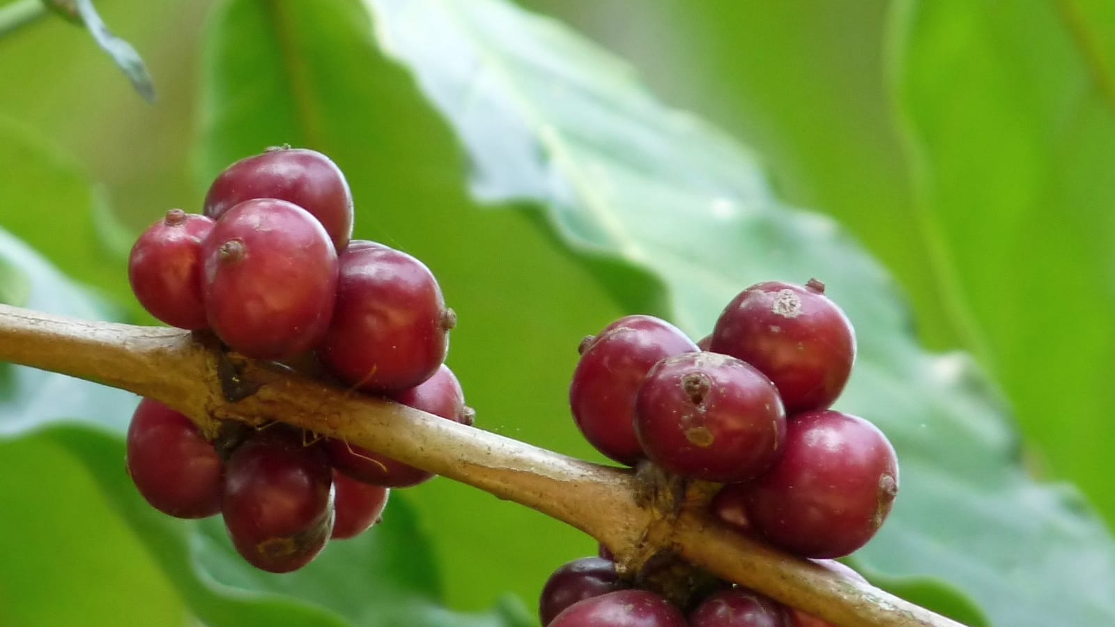 Chùm quả cà phê Robusta chín đỏ trên cành