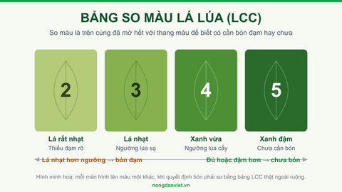 Bảng so màu lá lúa LCC với bốn ô màu từ số 2 đến số 5, ngưỡng bón đạm cho lúa sạ và lúa cấy