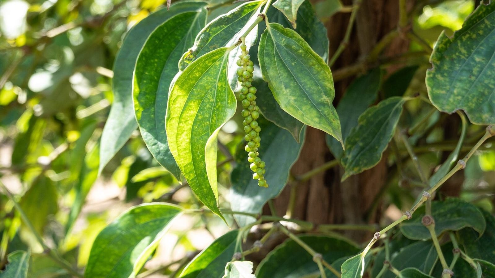 Chùm hạt tiêu chín trên dây leo