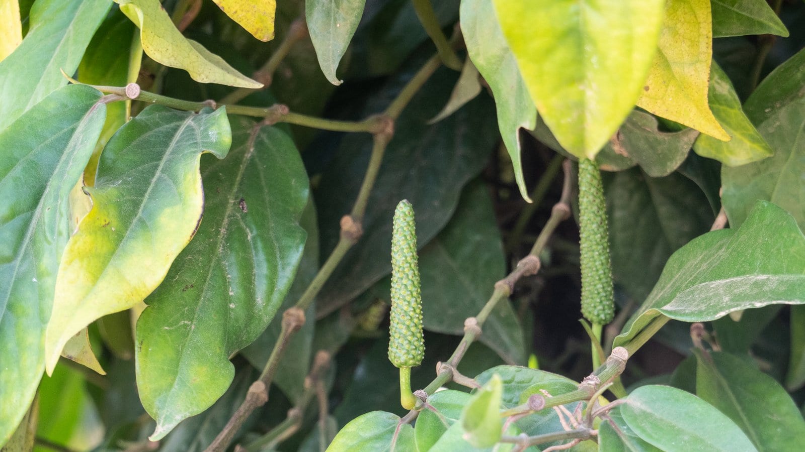 Gié tiêu non đang lớn trên cành