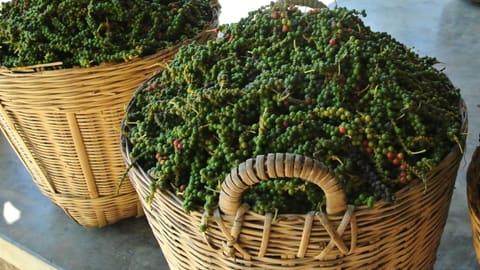Giỏ tiêu tươi vừa thu hoạch