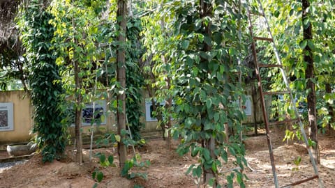 Vườn hồ tiêu xanh tốt leo trụ