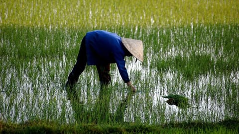 Nông dân cấy lúa trên ruộng nước