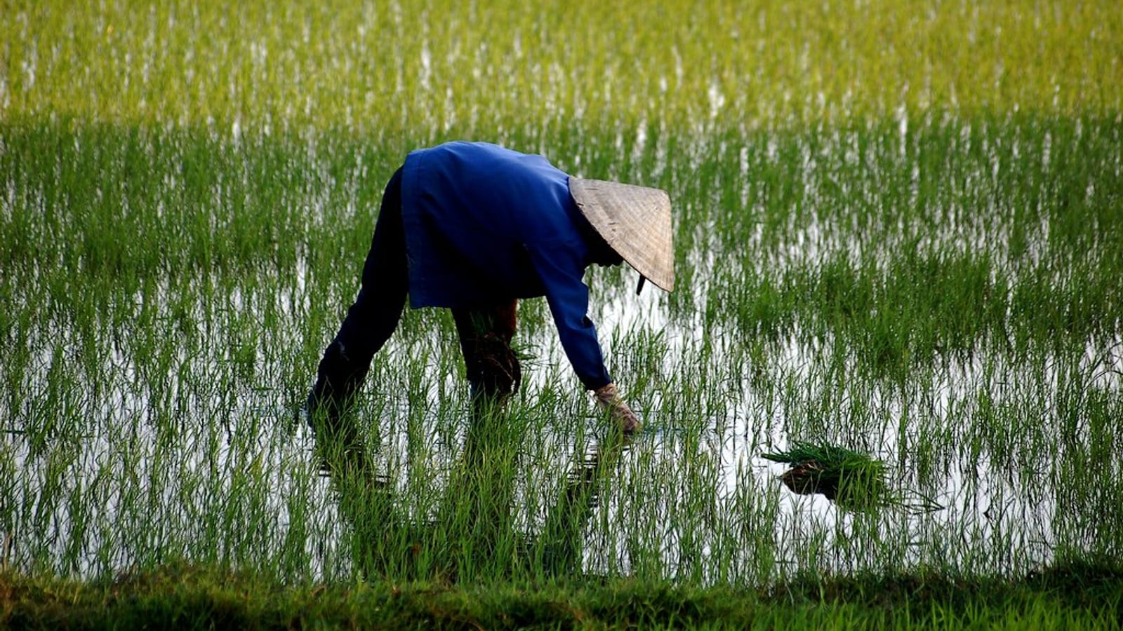 Nông dân cấy lúa trên ruộng nước