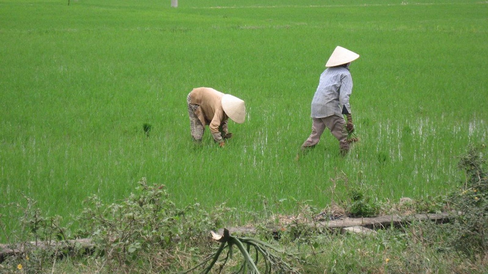 Hai nông dân chăm sóc lúa giữa cánh đồng