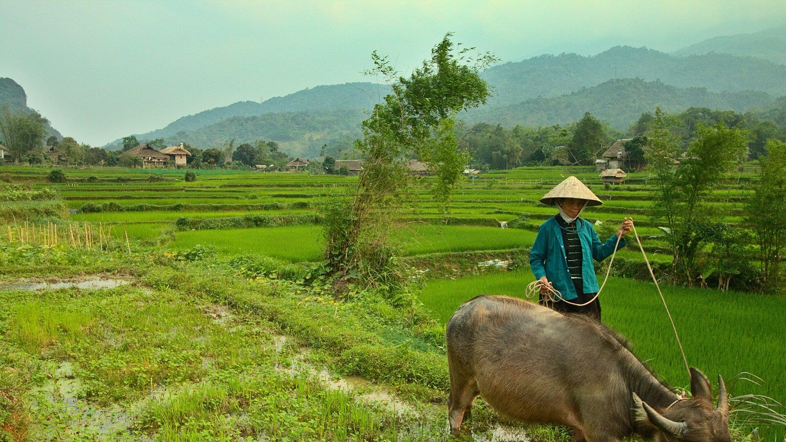 Nông dân cưỡi trâu đi trên bờ ruộng bậc thang