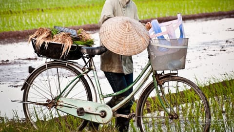 Nông dân đội nón lá đẩy xe đạp bên ruộng lúa