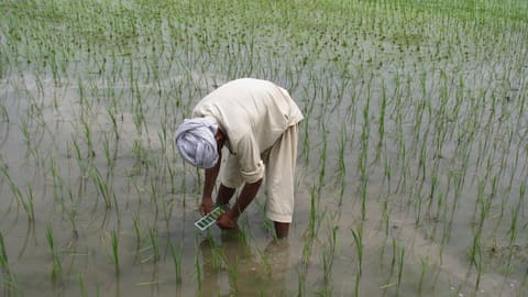 Nông dân so màu lá lúa bằng bảng so màu LCC ngay tại ruộng