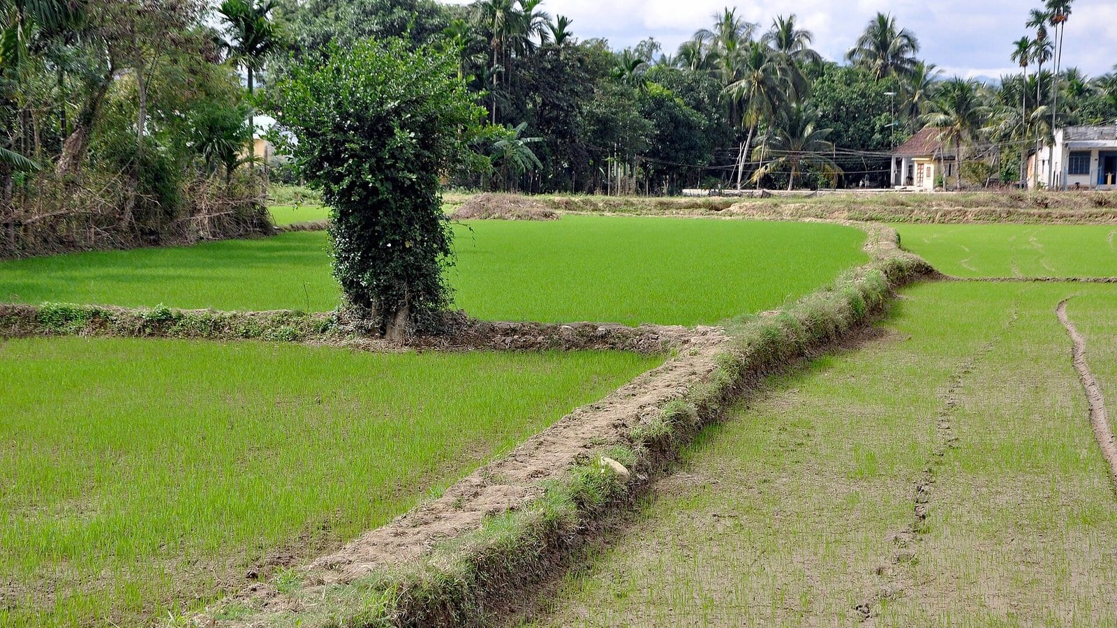 Ruộng lúa xanh và bờ ruộng dẫn nước
