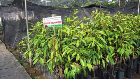 Cây giống sầu riêng trong bầu ươm